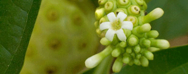 Jus de noni bio, noni de Tahiti, Morinda Citrifolia, nono, remède médicinal, complément alimentaire
